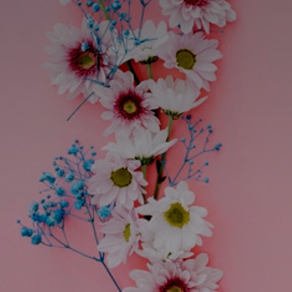 Meet your Posher, Hailey - Picture 1 of 1